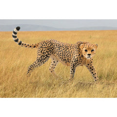 Schleich Cheetah Female