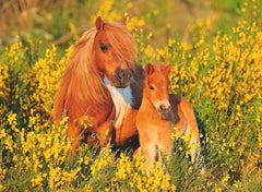 Ravensburger Shetland Ponies 100 Piece